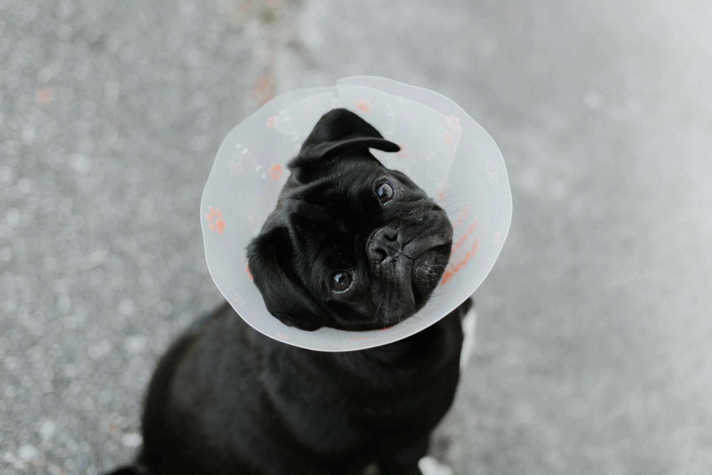 Veterinarian providing compassionate surgical care for a dog