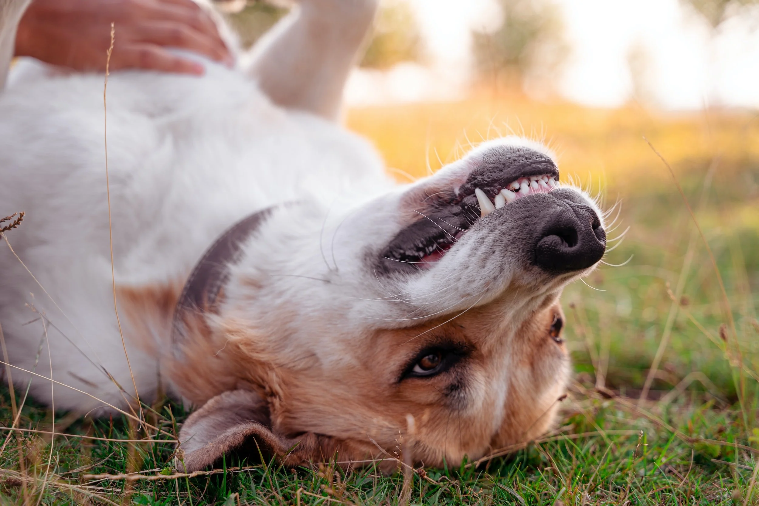 Veterinarian providing compassionate dental care for a pet