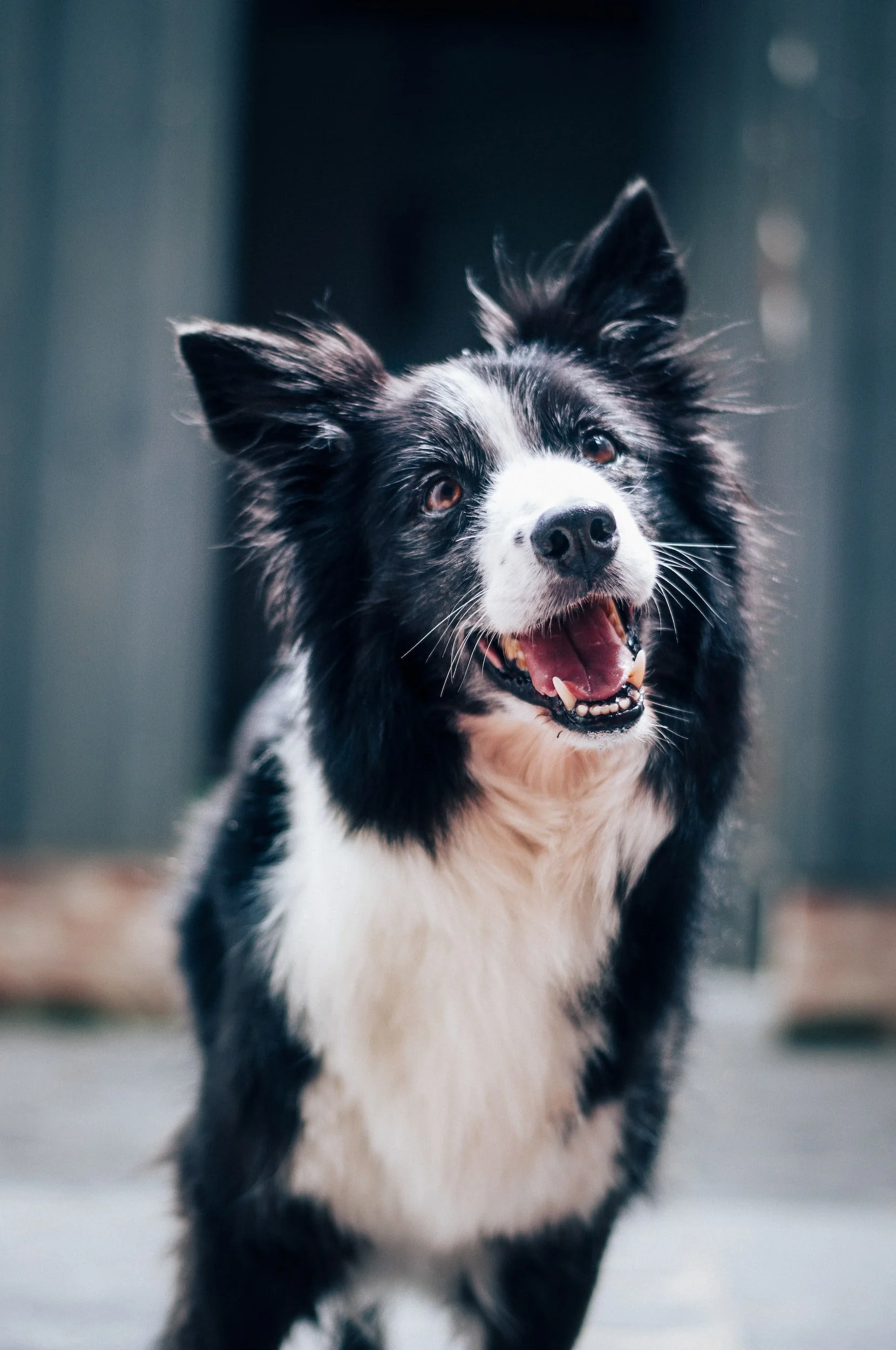 Veterinarian providing compassionate medical care for a dog