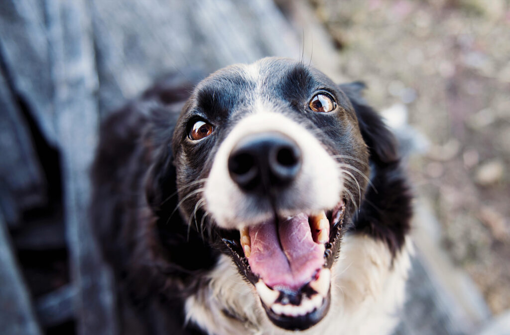 periodontal assessment