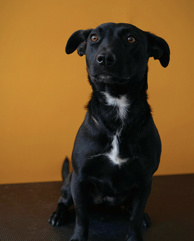 Anal Gland Removal Surgery